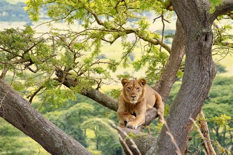 parco nazionale queen elizabeth uganda